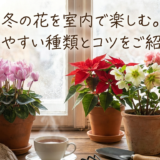 冬の花を室内で楽しむ。育てやすい種類とコツをご紹介。