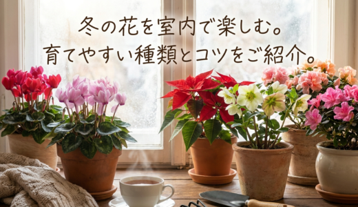 冬の花を室内で楽しむ。育てやすい種類とコツをご紹介。