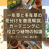 一年草と多年草の見分け方を徹底解説。ガーデニングに役立つ植物の知識