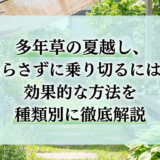 多年草の夏越し、枯らさずに乗り切るには?効果的な方法を種類別に徹底解説