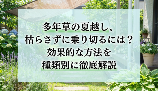 多年草の夏越し、枯らさずに乗り切るには？効果的な方法を種類別に徹底解説