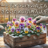 パンジーとビオラの冬の育て方とは？枯らさないための管理方法を解説